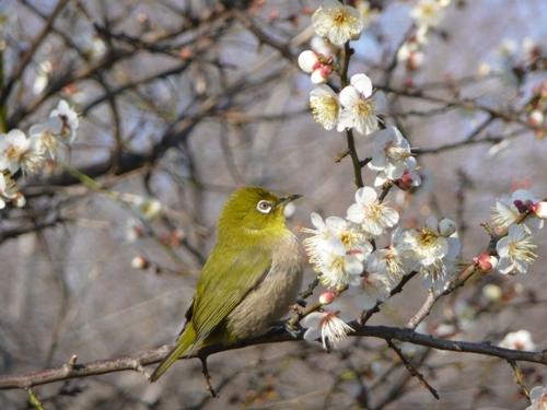 ウメの写真