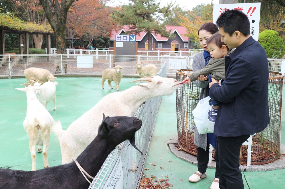 ふれあい動物園でえさやりに挑戦