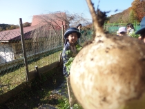 丸くて可愛い聖護院大根を収穫しました。