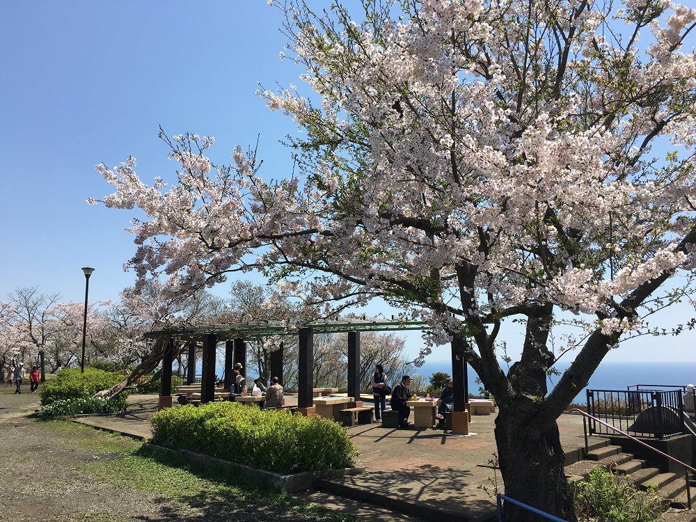 写真イメージ：湘南平のサクラが咲いている様子