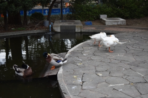 写真イメージ:池にガチョウ、アヒル、カモがいる様子