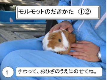 モルモットの抱き方1:座ってお膝の上にのせてね