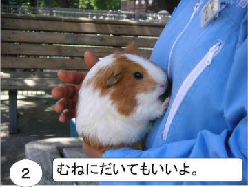 モルモットの抱き方2:胸に抱いてもいいよ