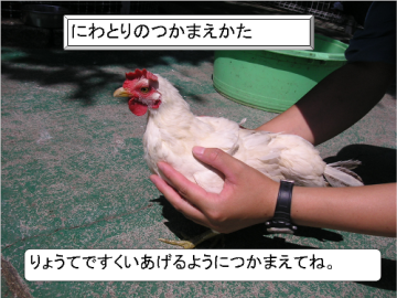 にわとりの捕まえ方:両手ですくい上げるように捕まえてね