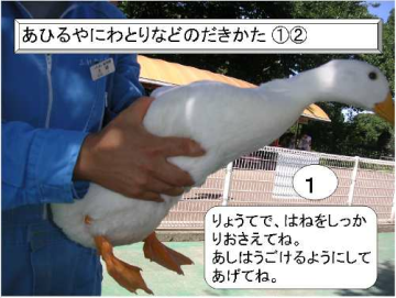 あひるやにわとりの抱き方1:両手で胸をしっかりおさえてね。足は動けるようにしてあげてね