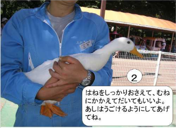 あひるやにわとりの抱き方2:羽をしっかりおさえて胸に抱えて抱いてもいいよ。足は動けるようにしてあげてね