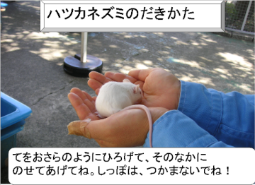ハツカネズミの抱き方:手をお皿のように広げて、その中にのせてあげてね。尻尾はつかまないでね。