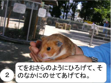 ハムスターの捕まえ方、抱き方2:手をお皿のようにひろげて、その中にねせてあげてね