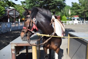 ポニーの写真(ブレンダ)