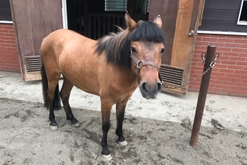 ポニーの写真(オリバー)