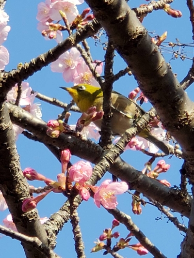 桜と鳥