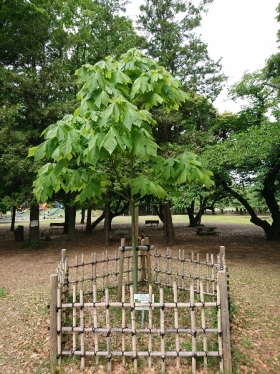 5月12日（木曜日）