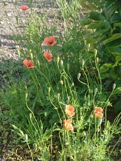 ナガミヒナゲシの花