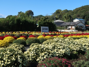 令和2年度（移転前）の土屋ざる菊園（令和2年11月4日撮影）