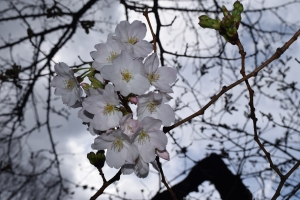 桜の開花状況