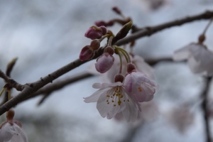 桜の開花状況