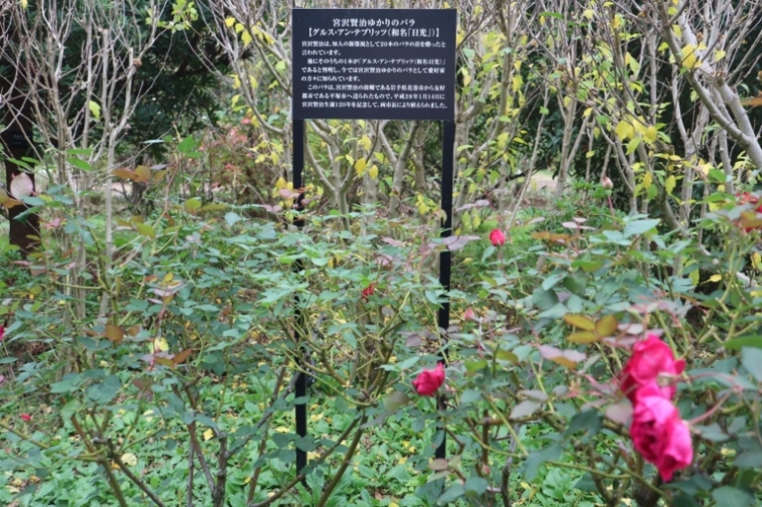花菜ガーデンの宮沢賢治ゆかりのバラ1