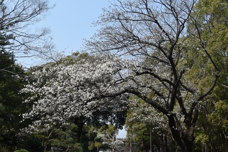 桜の開花状況