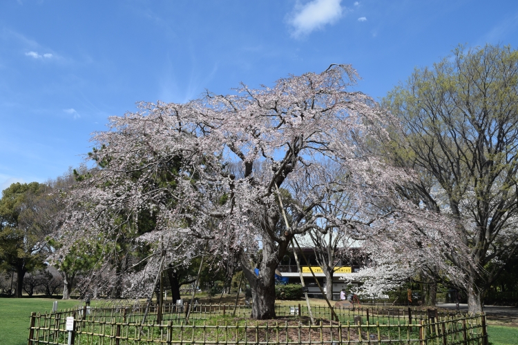 桜の開花状況