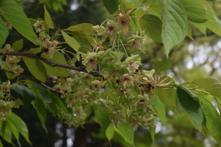 桜の開花状況