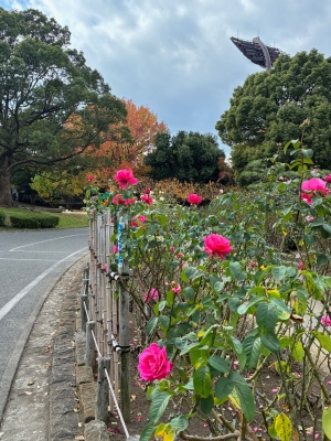 11月18日バラ写真1