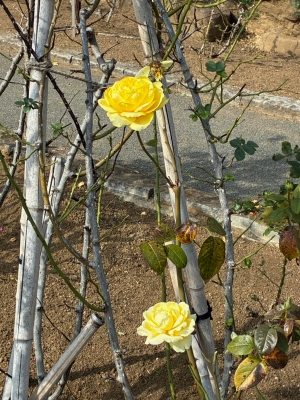 11月18日バラ写真4