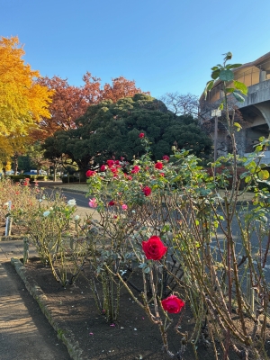 11月26日バラ写真1