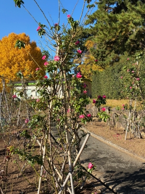 11月26日バラ写真3