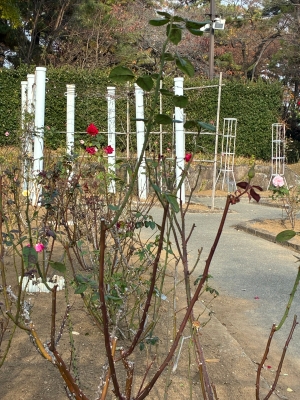 12月4日バラ写真3