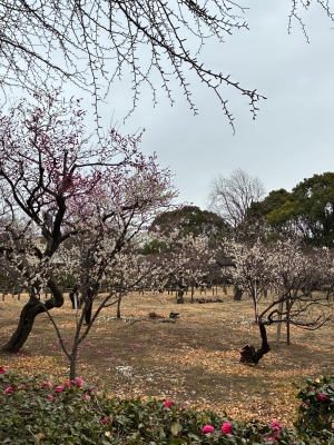 1月21日梅写真3