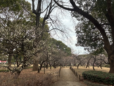 1月28日梅写真4