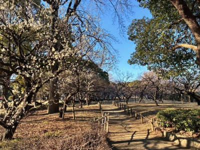 2月4日梅写真2