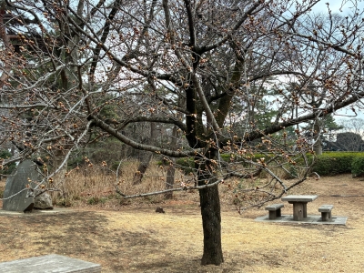 80213桜写真6