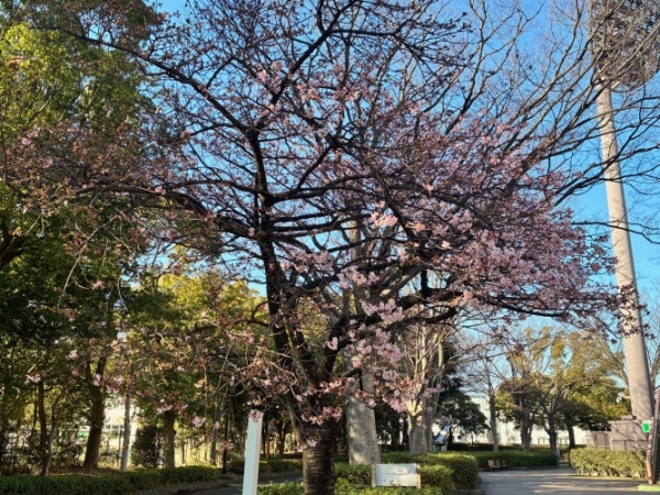 2月18日桜写真1