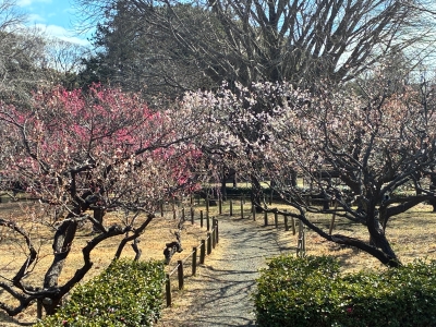 2月26日梅写真1