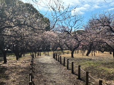 2月26日梅写真2