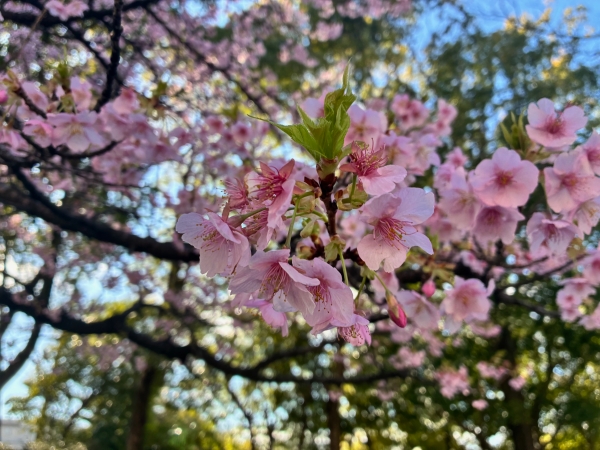 2月26日桜写真2