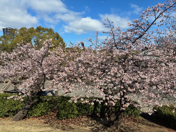 80226桜写真3