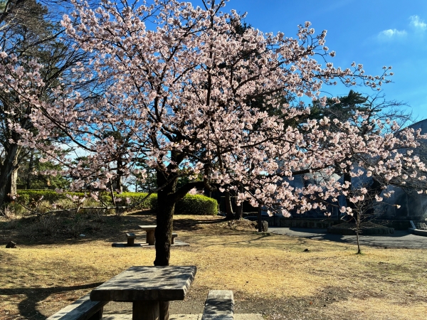 80226桜写真4