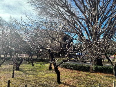 3月4日梅写真3