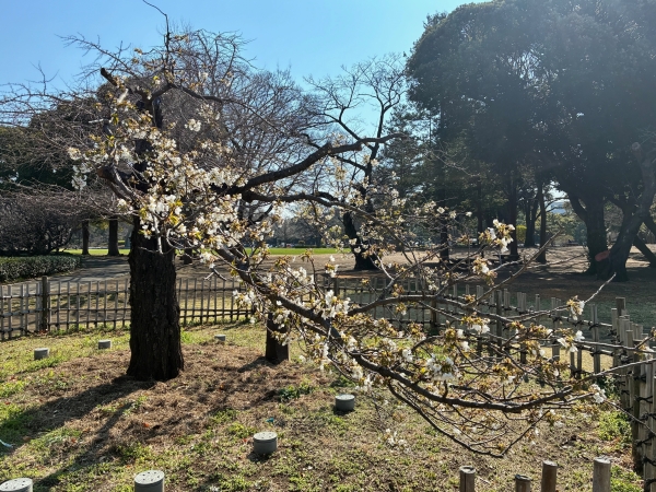 3月12日桜写真4