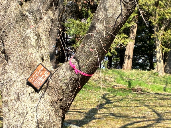 3月12日桜写真8
