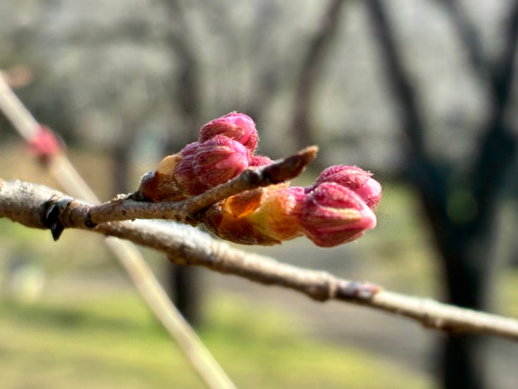 3月12日桜写真9
