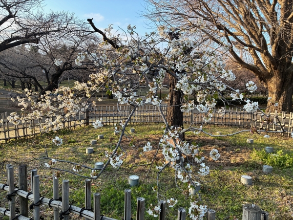 3月18日桜写真3
