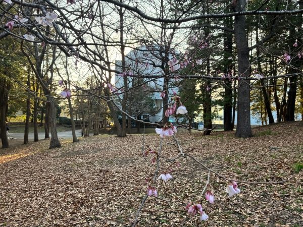 3月18日桜写真5