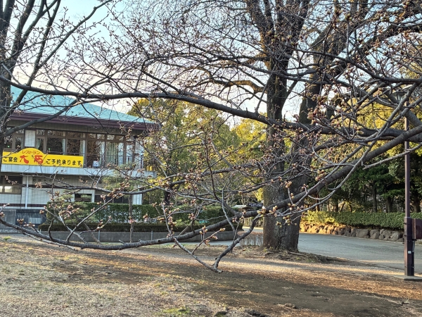 3月18日桜写真9