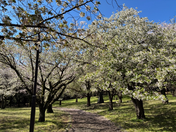 4月4日桜写真3