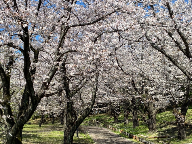 4月3日桜写真4