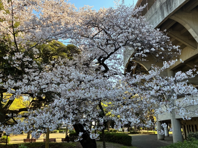 4月3日桜写真6