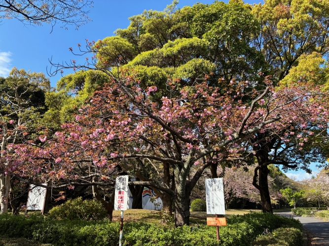 4月9日桜写真7